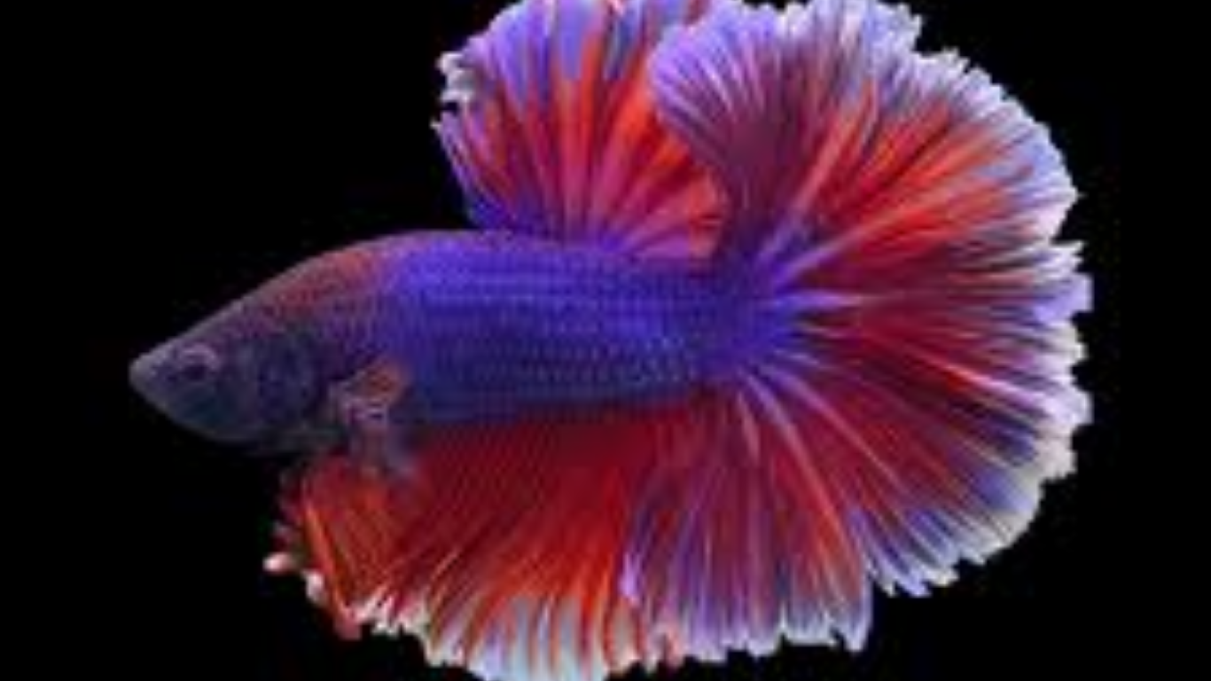 Purple Betta Fish: The Crown Jewel of Aquariums